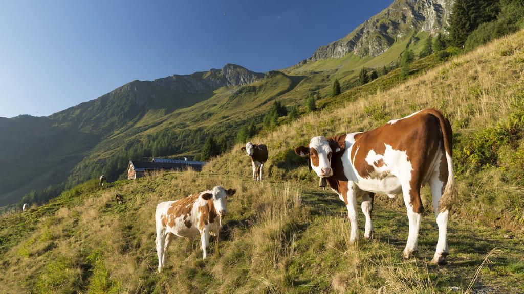 Bauernhof Thurnummerstall Farm stay Hollersbach im Pinzgau