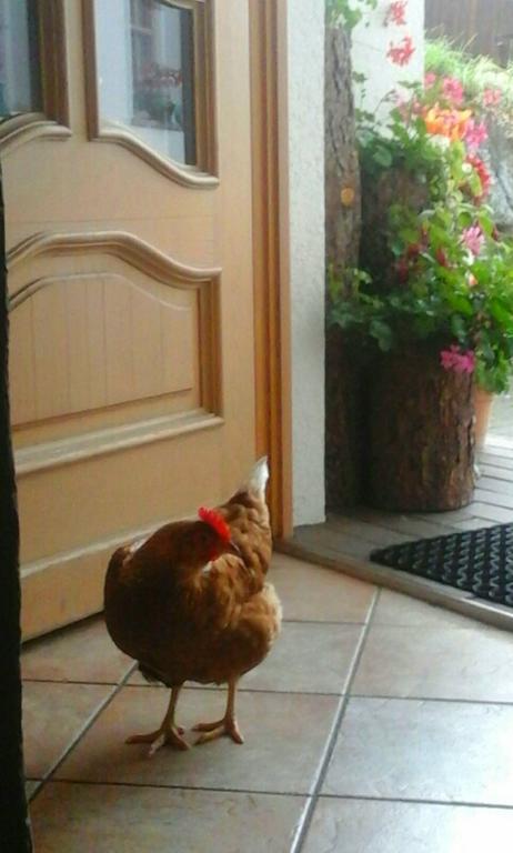 Farm stay Bauernhof Thurnummerstall Hollersbach im Pinzgau