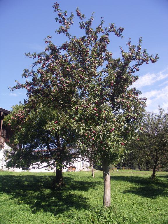 Farma Bauernhof Thurnummerstall *