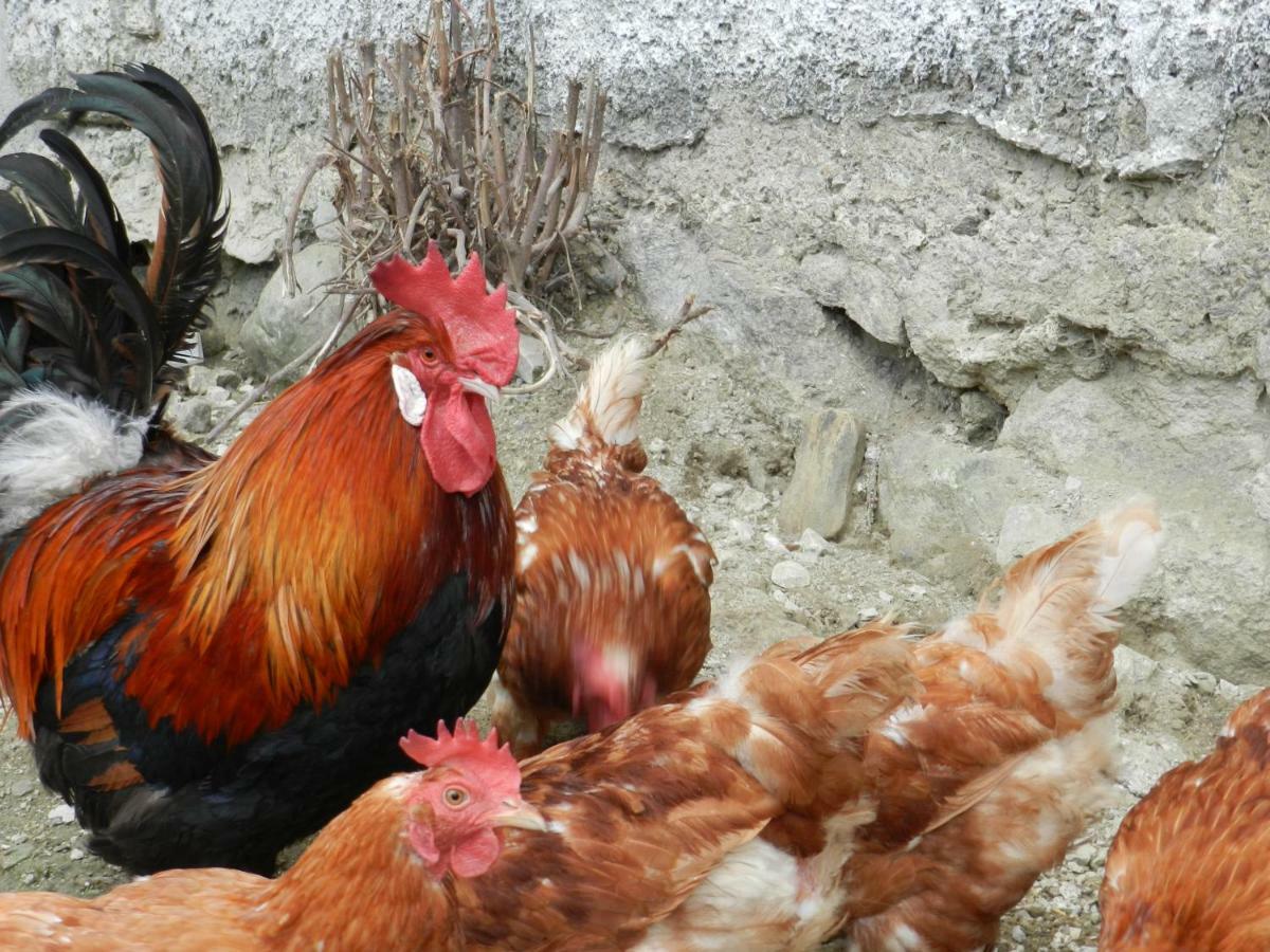 Farm stay Bauernhof Thurnummerstall *